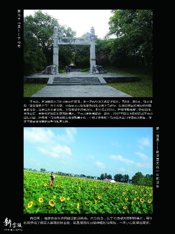 99下马坊 100向日葵